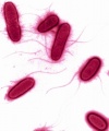 EHEC-Bakterien-Viren.jpg