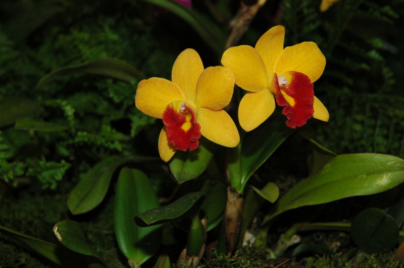 Datei:Orchideen.jpg