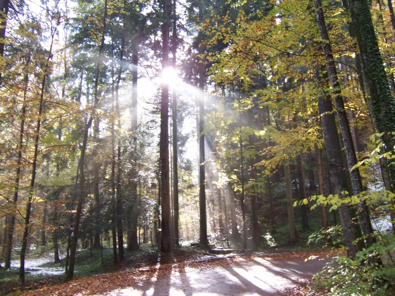 Datei:Sonne im Herbstwald.JPG